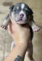 PUPPY2, a male American Bully for sale in Rockford, IL – 3 of 10