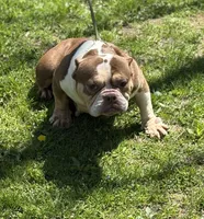Chocolina, a female American Bully for sale in Rockford, IL – Photo 3 of 4