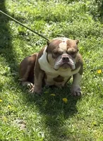 Chocolina, a female American Bully for sale in Rockford, IL – Photo 1 of 4
