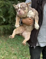 Golden Girl , a female American Bully for sale in Rockford, IL – 3 of 4