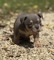 LIL MAN, a male American Bully for sale in Rockford, IL – 7 of 10