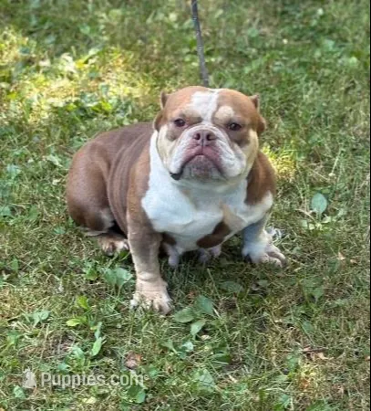 Chocolina  – American Bully puppy for sale in Rockford, IL