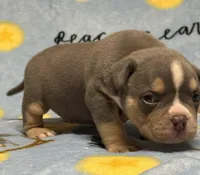 Male 2, a male American Bully for sale in Rockford, IL – 2 of 9