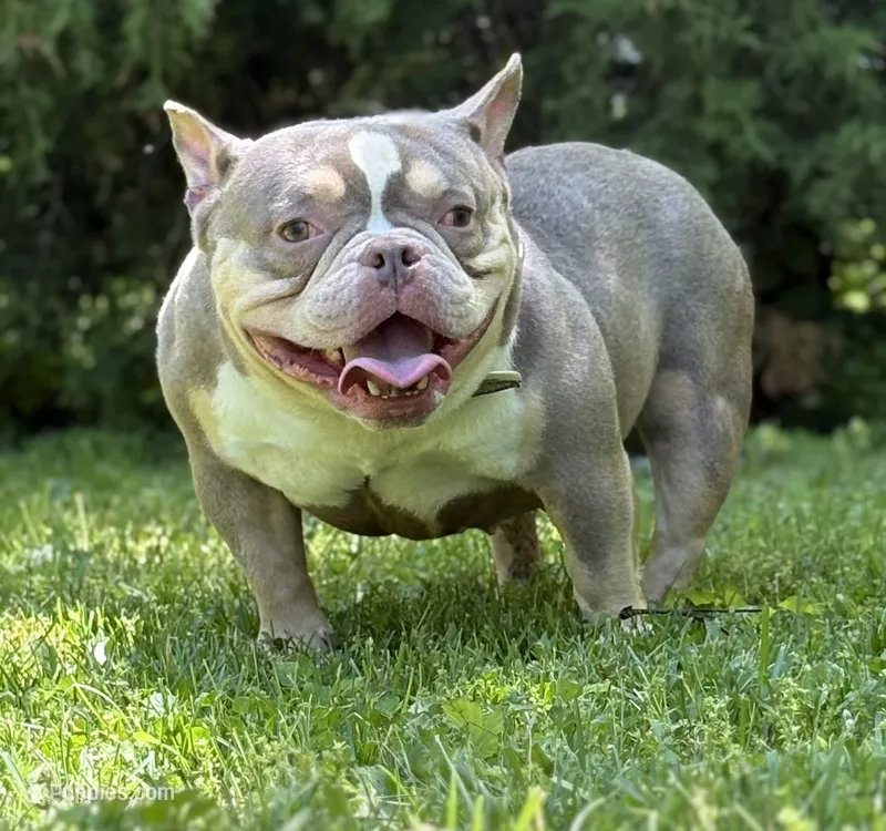GOLDEN GIRL  – American Bully puppy for sale in Rockford, IL