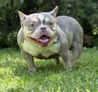 GOLDEN GIRL , a female American Bully for sale in Rockford, IL – 1 of 8