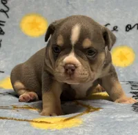 Male 2, a male American Bully for sale in Rockford, IL – 5 of 9