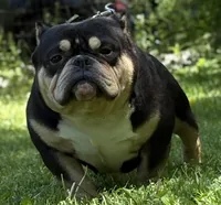 Rhino , a male American Bully for sale in Rockford, IL – 2 of 5