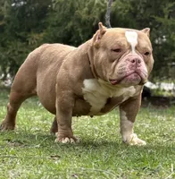 CASHMERE, a female American Bully for sale in Rockford, IL – Photo 5 of 5