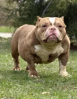 CASHMERE, a female American Bully for sale in Rockford, IL – Photo 3 of 5