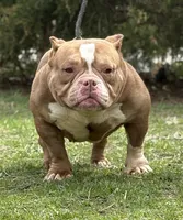 CASHMERE, a female American Bully for sale in Rockford, IL – Photo 4 of 5