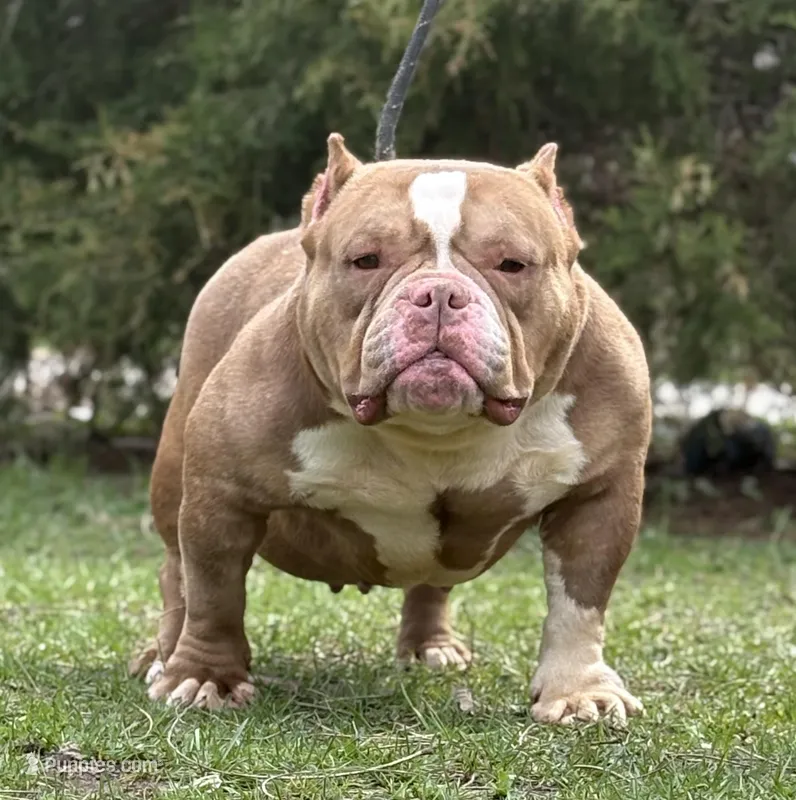 CASHMERE – American Bully puppy for sale in Rockford, IL