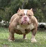 CASHMERE, a female American Bully for sale in Rockford, IL – Photo 1 of 5