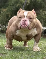 CASHMERE, a female American Bully for sale in Rockford, IL – Photo 2 of 5