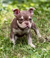 MISFIT, a female American Bully for sale in Rockford, IL – 4 of 4