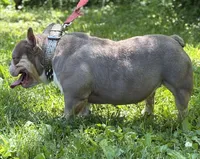 GOLDEN GIRL , a female American Bully for sale in Rockford, IL – 8 of 8
