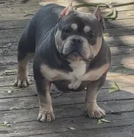 Male 2, a male American Bully for sale in Rockford, IL – 9 of 9