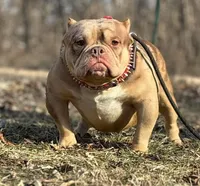 Blue , a male American Bully for sale in Rockford, IL – 3 of 3
