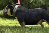 Rhino , a male American Bully for sale in Rockford, IL – 4 of 5