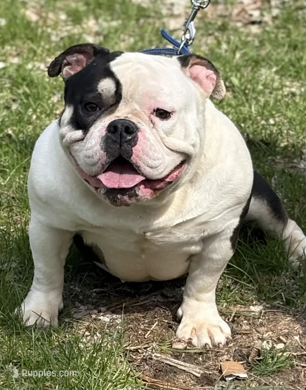 PRINCESSO – American Bully puppy for sale in Rockford, IL