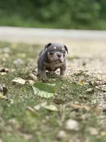 LIL MAN, a male American Bully for sale in Rockford, IL – 4 of 10