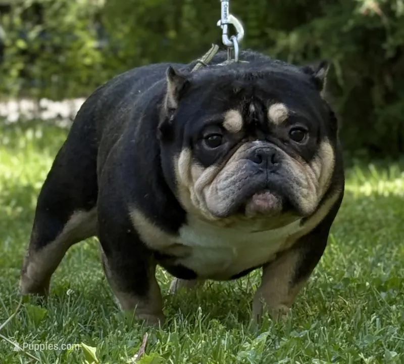 Rhino  – American Bully puppy for sale in Rockford, IL