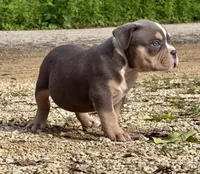 BEAST BOY, a male American Bully for sale in Rockford, IL – 7 of 10