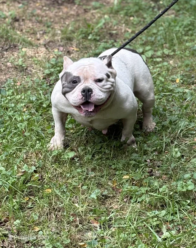 Snowball – American Bully puppy for sale in Rockford, IL