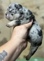 Cash Queen, a female American Bully for sale in Rockford, IL – 2 of 6