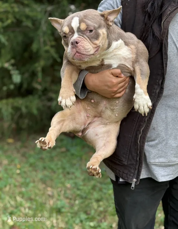 Golden Girl  – American Bully puppy for sale in Rockford, IL