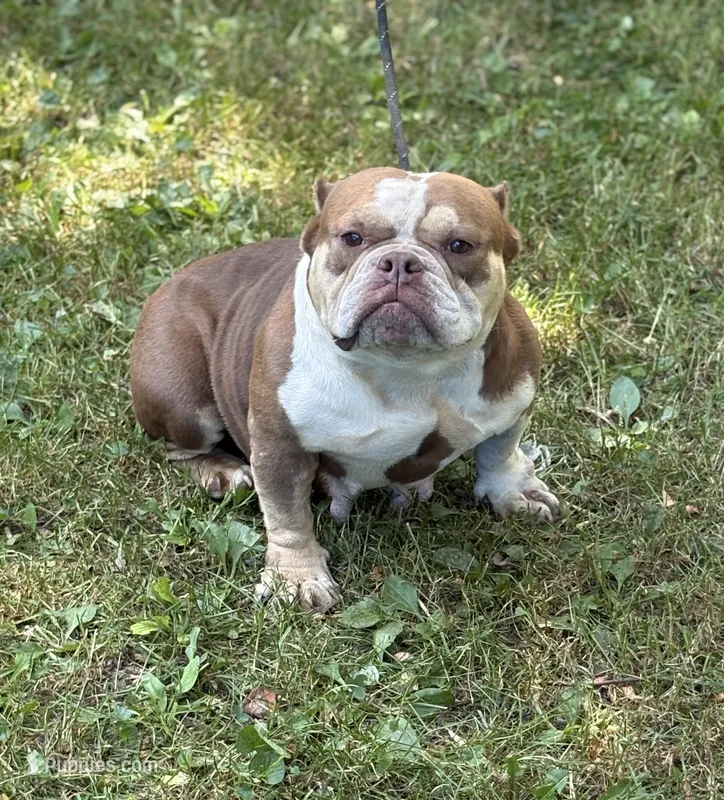 Chocolina  – American Bully puppy for sale in Rockford, IL