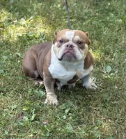Chocolina , a female American Bully for sale in Rockford, IL – 1 of 4