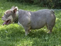 GOLDEN GIRL , a female American Bully for sale in Rockford, IL – 7 of 8