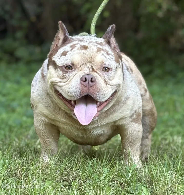 Golden Mine – American Bully puppy for sale in Rockford, IL