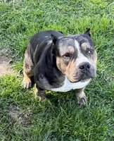Money Man, a male American Bully for sale in Rockford, IL – Photo 7 of 10