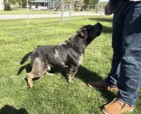 Money Man, a male American Bully for sale in Rockford, IL – Photo 8 of 10