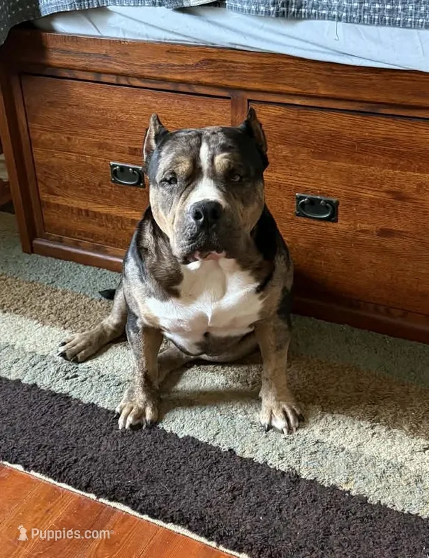 Money Man – American Bully puppy for sale in Rockford, IL