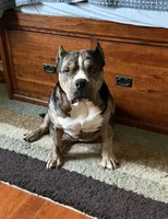 Money Man, a male American Bully for sale in Rockford, IL – Photo 1 of 10