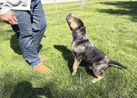 Money Man, a male American Bully for sale in Rockford, IL – Photo 10 of 10