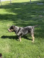 Money Man, a male American Bully for sale in Rockford, IL – Photo 2 of 10