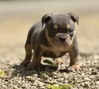 LIL MAN, a male American Bully for sale in Rockford, IL – 8 of 10