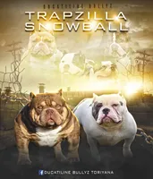 RHINO, a male American Bully for sale in Rockford, IL – 8 of 8