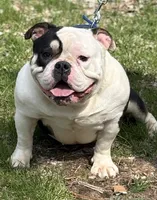 Princess , a male American Bully for sale in Rockford, IL – 1 of 5