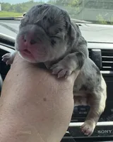 Merle pup, a female American Bully for sale in Rockford, IL – 2 of 7