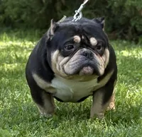RHINO, a male American Bully for sale in Rockford, IL – 5 of 8