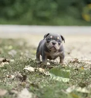 LIL MAN, a male American Bully for sale in Rockford, IL – 3 of 10