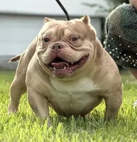 Male 2, a male American Bully for sale in Rockford, IL – 8 of 9