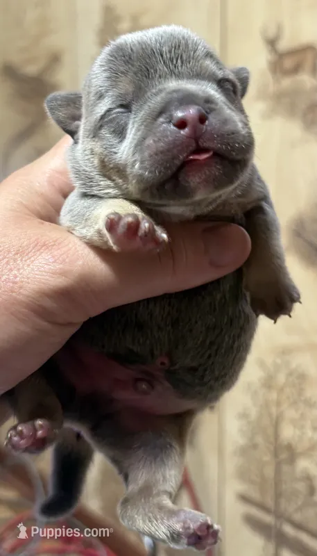 Blue  – American Bully puppy for sale in Rockford, IL