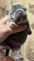 Blue , a male American Bully for sale in Rockford, IL – 1 of 3