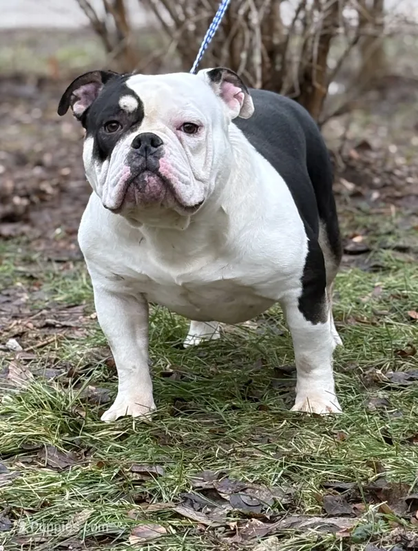 Princesso  – American Bully puppy for sale in Rockford, IL