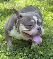 GOLDEN GIRL , a female American Bully for sale in Rockford, IL – 5 of 8